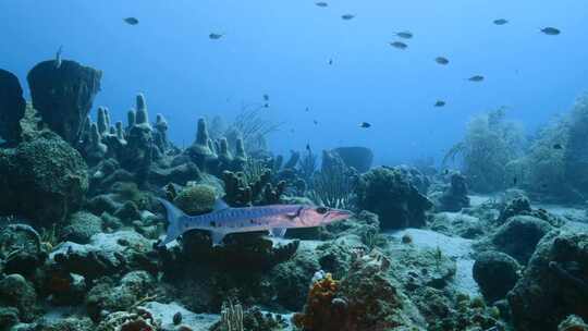 加勒比海，梭鱼，鱼，海洋