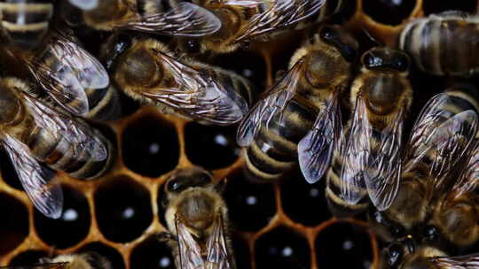 蜜蜂家族在蜂巢工作的宏观镜头。蜜蜂在蜂巢