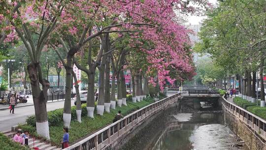 中国广东省广州市荔湾区坦尾美丽异木棉