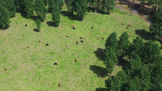 实拍一群牛在吃草视频素材模板下载