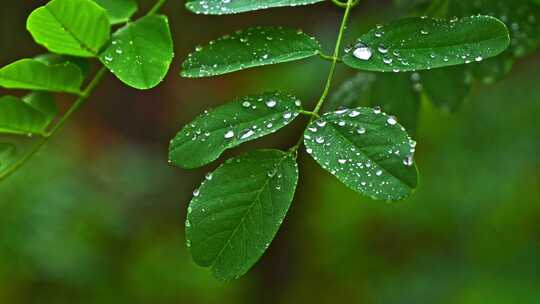 夏季下雨天山林植物树叶水珠特写