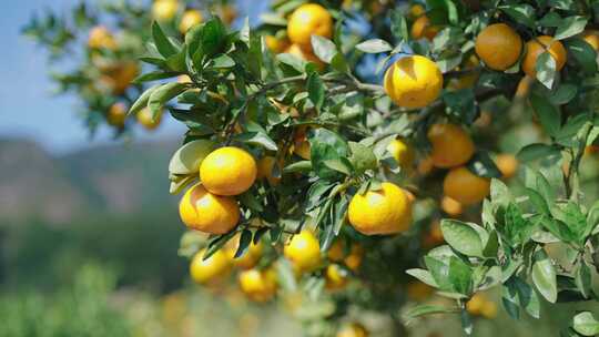 秋天丰收果园-桔子熟了-采摘4k素材