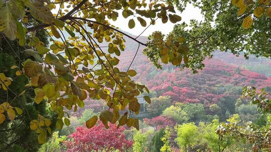 济南红叶谷景区，秋季满山红叶景观