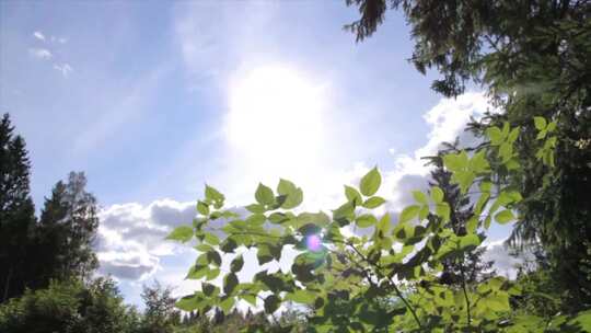 阳光树叶树木树林视频素材模板下载