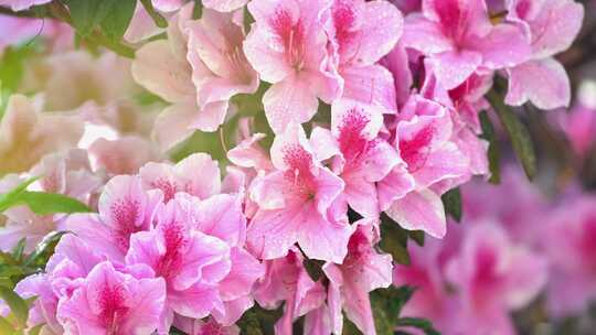 杜鹃花水珠雨滴雨中的杜鹃花