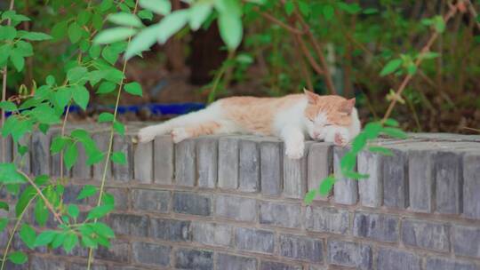 橘猫躺在窗台上休息