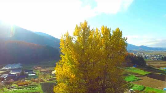 航拍秋天金黄树木