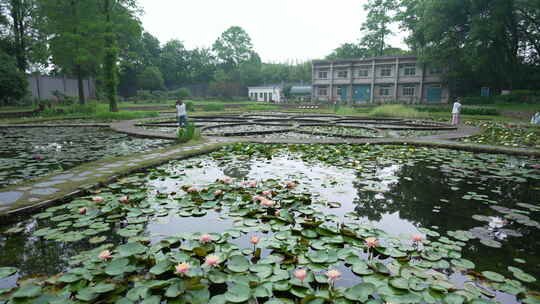 武汉植物园睡莲展示区