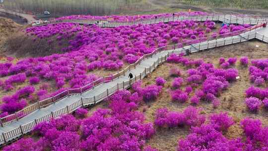 杜鹃花海