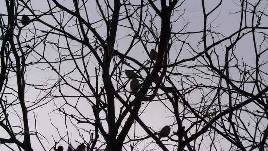 冬季树上的一群麻雀