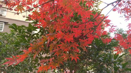 秋天里的红色枫叶秋天秋季