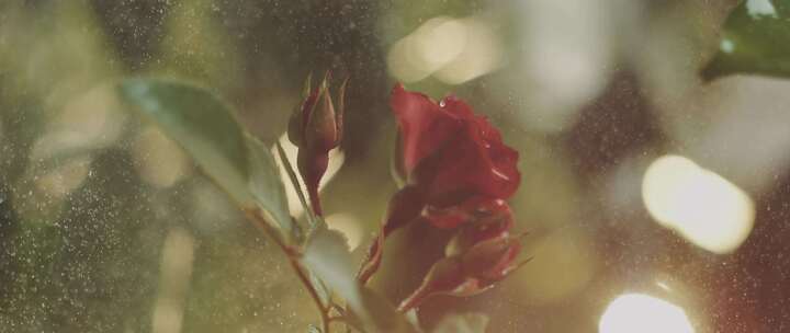 玫瑰，雨，雨滴，滴水