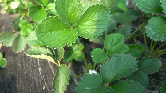 草莓 成长中的草莓 未结果草莓 大棚草莓