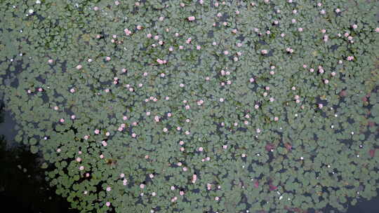 航拍西湖里盛开的睡莲