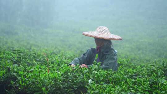 毛尖春茶白茶绿茶茶叶手工茶采摘