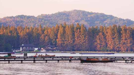 杭州西湖秋天树林风景