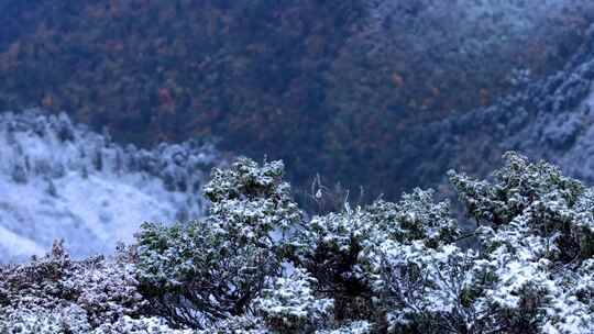 远眺牛背山雪景