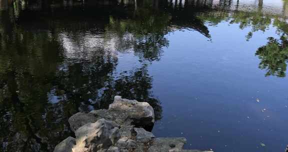 阳光绿植太湖石园林庭院水景沉浸式氛围