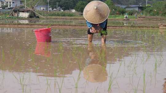 农民在水田中弯腰插秧的劳作画面