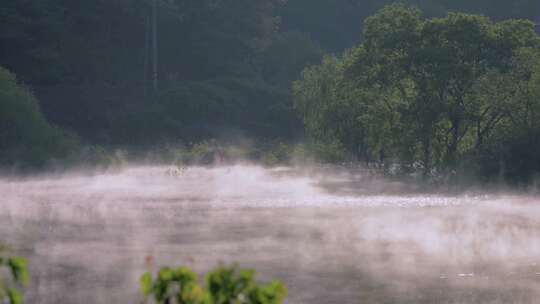 美丽大自然、湖泊中的薄雾、天然氧吧视频素材模板下载