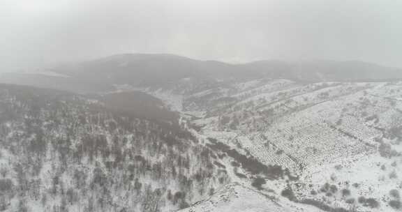 张家口崇礼雪山森林4k