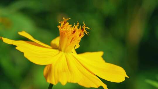 花花视频素材模板下载