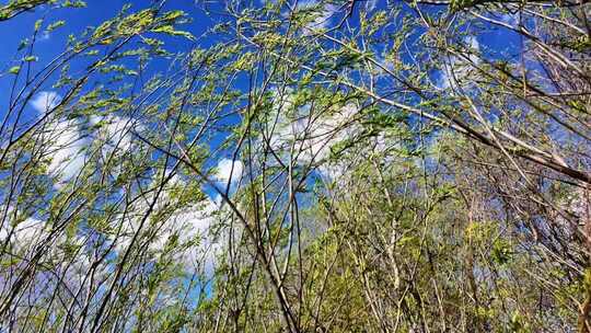 春风吹动柳树柳条摇曳