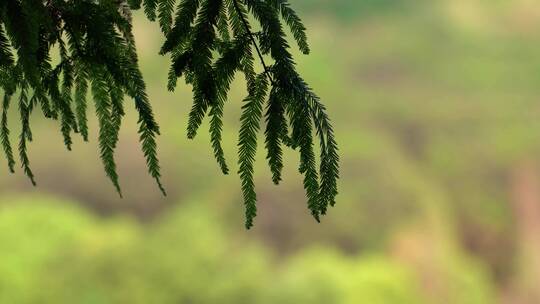 【合集】重庆湖面植物自然风光意境视频