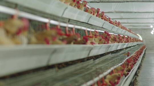 现代化养鸡厂4视频素材模板下载