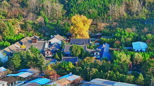 古观音禅寺银杏树秋景