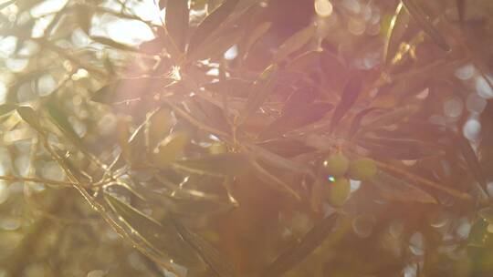 太阳穿过橄榄枝视频素材模板下载