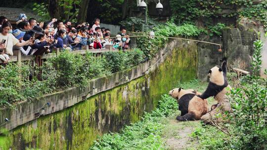 旅游景区成都大熊猫基地游客观看钓猫活动