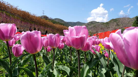 郁金香花卉花草花朵绿化植物景观园林04