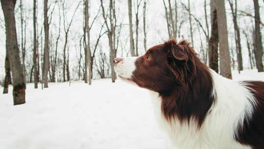 公园里雪中边境牧羊犬的特写，狗宠物坐在雪