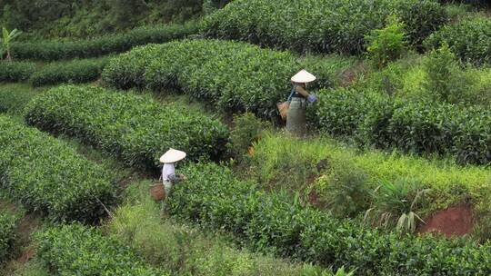 航拍茶园采茶视频