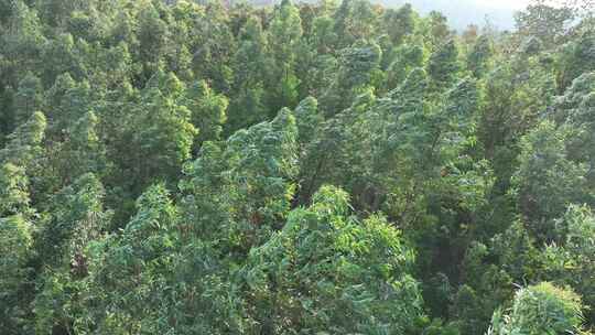 俯拍树林风吹树林大风吹森林树木摇摆树叶动视频素材模板下载