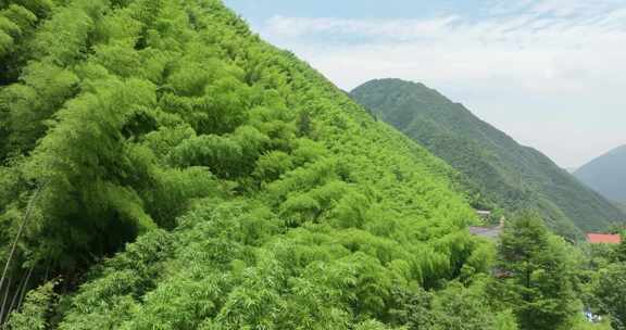 浙江湖州安吉竹海竹林竹山航拍