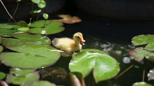 在小池塘里游动的小鸭子