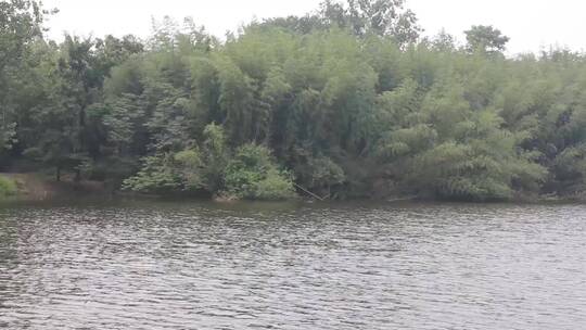 湖面河边的植物益母草蛇床菰河塘乡间岸边