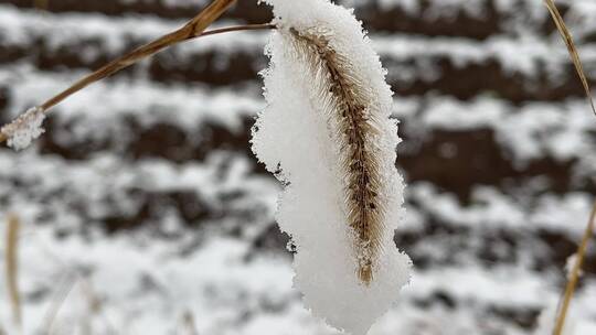 冬天植物上的白雪合集