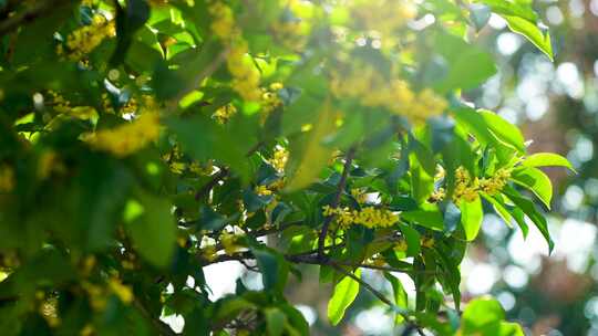 阳光下桂花树枝头开满了芳香的桂花