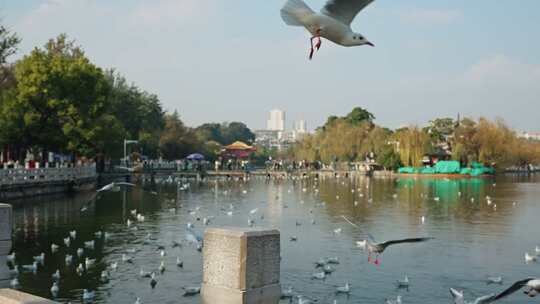 红嘴鸥海鸥