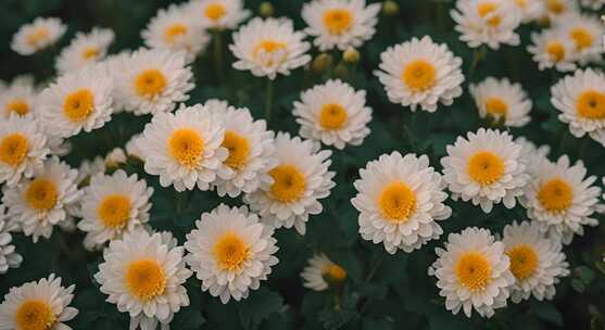 菊花特写秋菊花海花朵花丛向日葵鲜花盛开