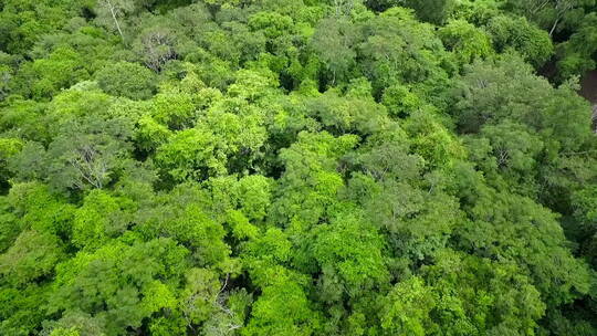 热带雨林树丛视频素材模板下载