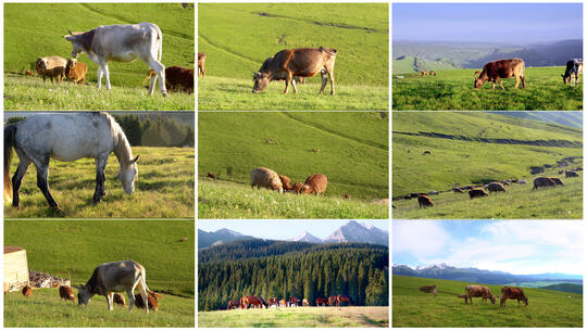 新疆伊犁大草原牧场上吃草的牛马羊