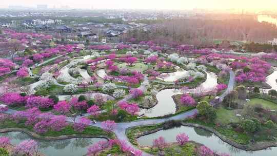 上海春天 梅花 花开海上