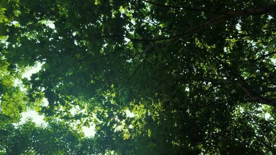 实拍绿色树林阳光穿越树叶缝隙视频