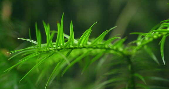 大自然  春天  夏天 植物 绿色