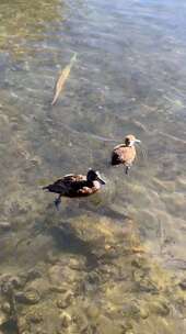 野鸭在公园的池塘里游泳自然与动物