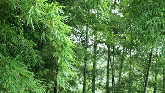 竹林竹叶禅意下雨天唯美空镜